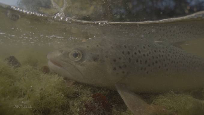 Schon befürchtet, jetzt bestätigt: Das Fischsterben nimmt auch im Aargau historische Ausmasse an