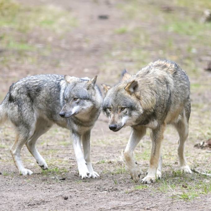 «Situation ist ausser Kontrolle» – Politiker will, dass Wölfe gezielt geschossen werden können
