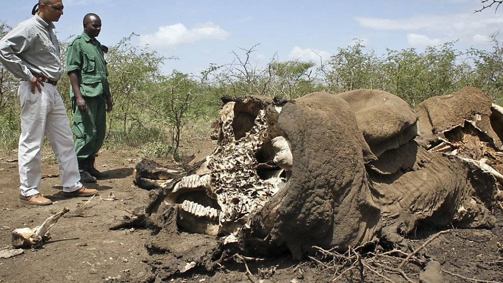 Überresten eines getöteten Elefanten in Tansania: Wilderer haben nun auch einen britischen Piloten abgeschossen. (Archiv)