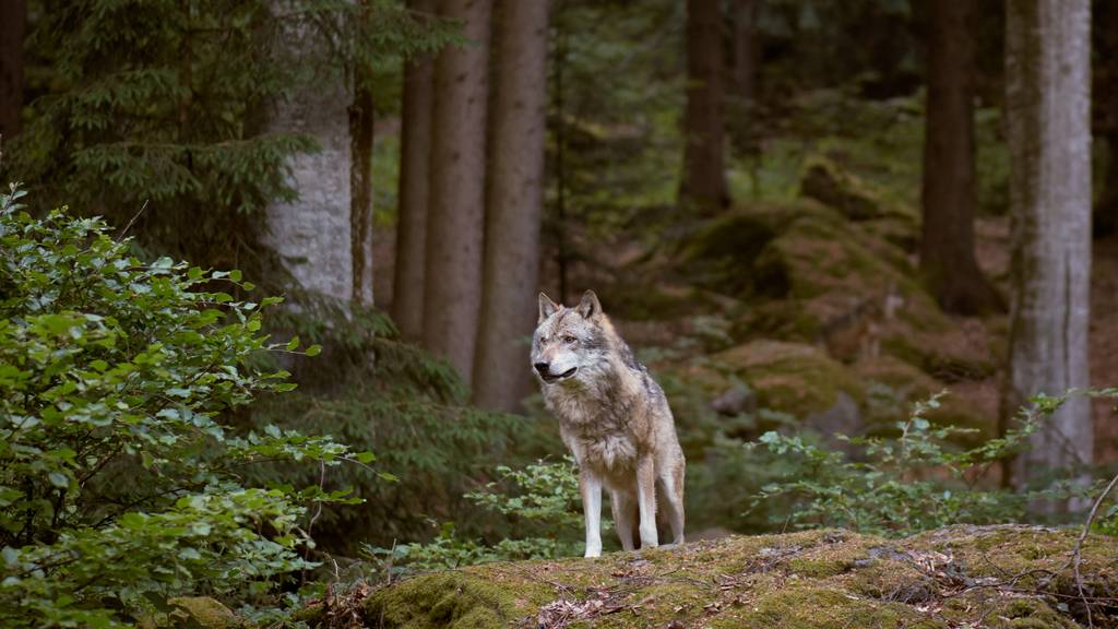 Die Jagdverwaltung des Kantons Appenzell Ausserrhoden geht von einem Wolfsriss aus. (Symbolbild)