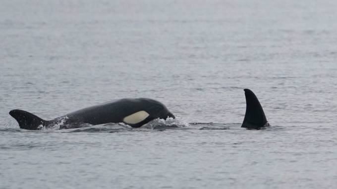 Orca-Pärchen killt Weisse Haie in Südafrika