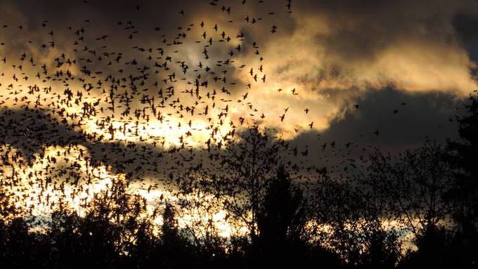 Jeden Herbst fliegen Millionen von Vögeln in ihr Verderben