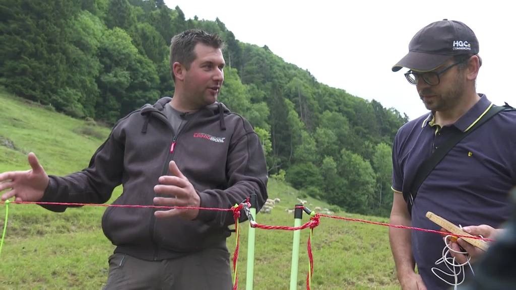 Kanton Schwyz verstärkt Herdenschutzmassnahmen