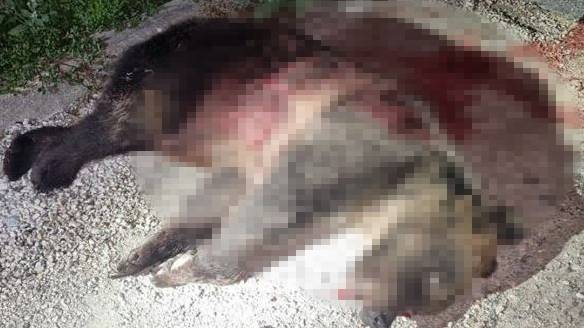«Tierarzt konnte nur noch Tod feststellen» – italienisches Bärenmami wurde erschossen