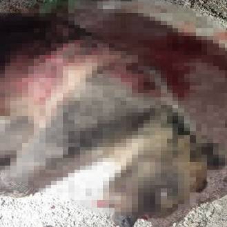 «Tierarzt konnte nur noch Tod feststellen» – italienisches Bärenmami wurde erschossen
