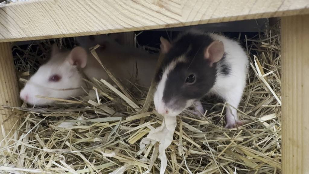 Ratten
