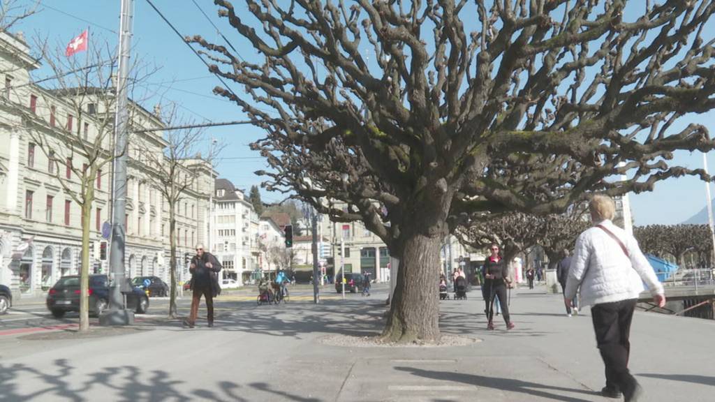 Bäume am Schweizerhofquai werden überprüft