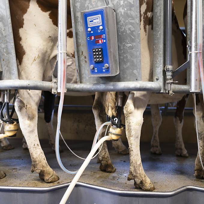 Berner Bauern Verband fordert höheren Milch-Richtpreis