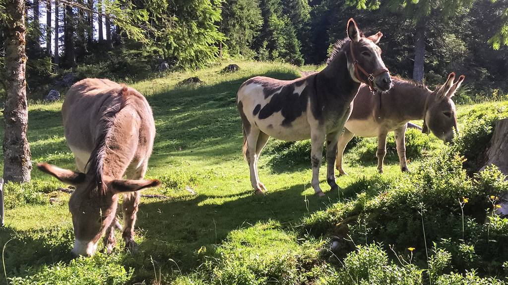 «Öberegfahre»: Diese drei Esel sind wohl die ersten im Alpstein