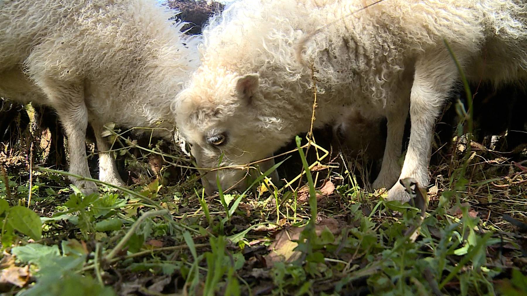 Tierische Rasenmaeher 