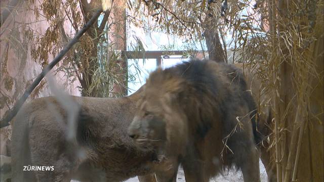 Zoo-Löwen dürfen aufgrund der Kälte nicht mehr raus