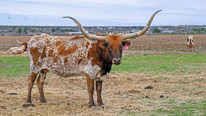 Grausig verstümmelte Kühe wecken in Texas wilde Spekulationen