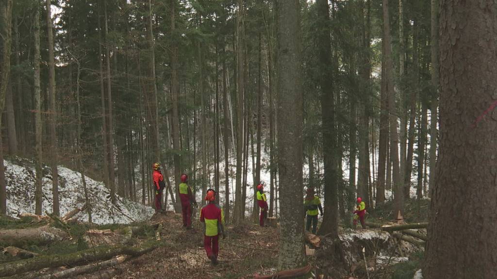 Ansturm auf Sicherheitskurse im Wald