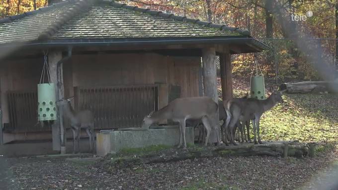 Zukunft des Hirschparks - Kommission stärkt Stadtrat den Rücken