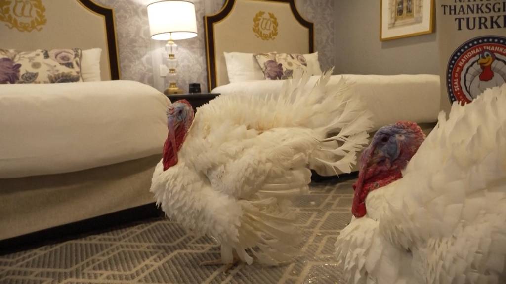 Truthähne übernachten vor Begnadigung durch Trump in Fünf-Sterne-Hotel