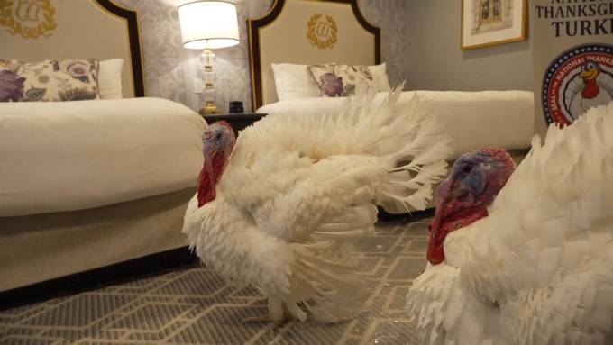 Truthähne übernachten vor Begnadigung durch Trump in Fünf-Sterne-Hotel