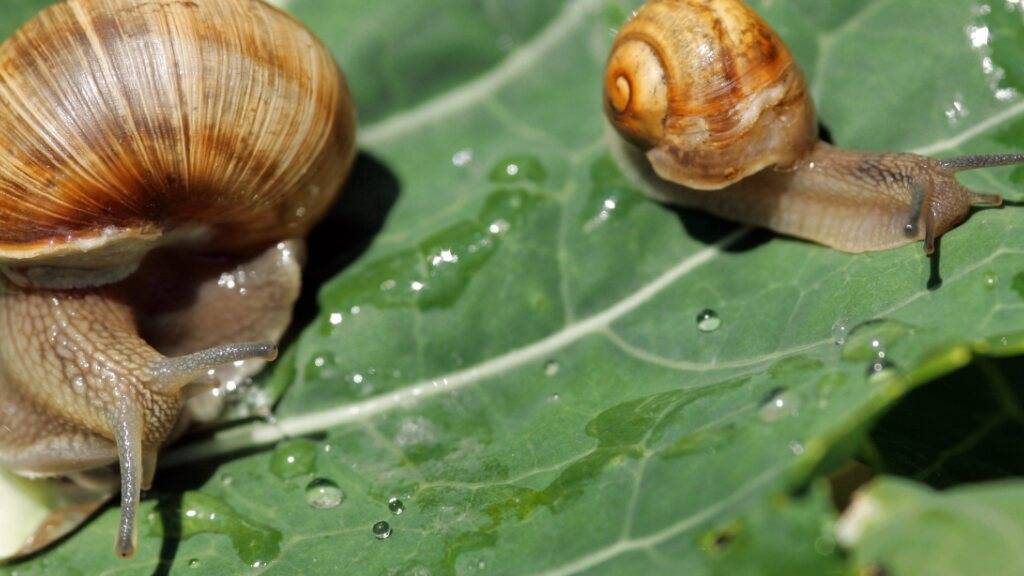 Parlament erleichtert Schneckenzucht auf Bauernhöfen