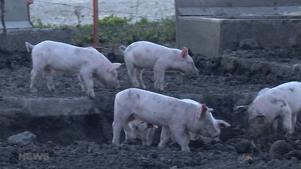 Tödliche Schweinekrankheit: Berner Forschern gelingt Durchbruch