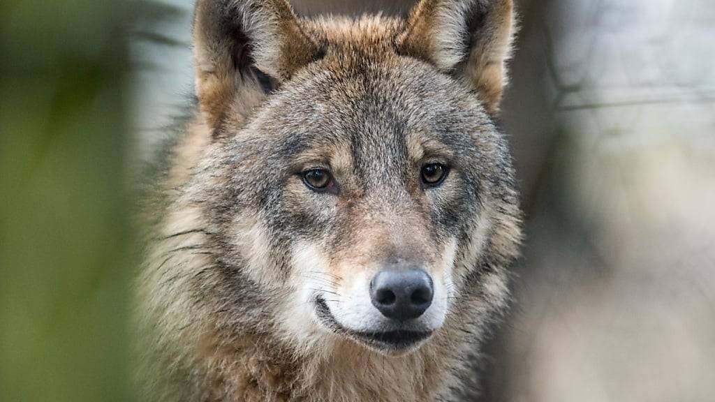 Die SVP Kanton Schwyz hat ihre Wolfs-Initiative zurückgezogen. (Symbolbild)