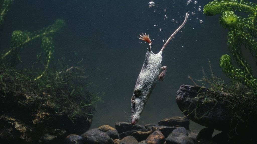 Das «Tier des Jahres 2016» auf Tauchgang: Die Wasserspitzmaus erbeutet den Grossteil ihrer Nahrung unter Wasser.