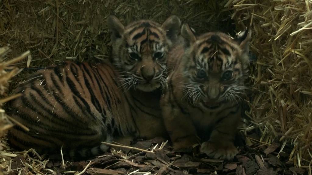 Zwei Tigerbabys entzücken Zoobesucher in Frankfurt