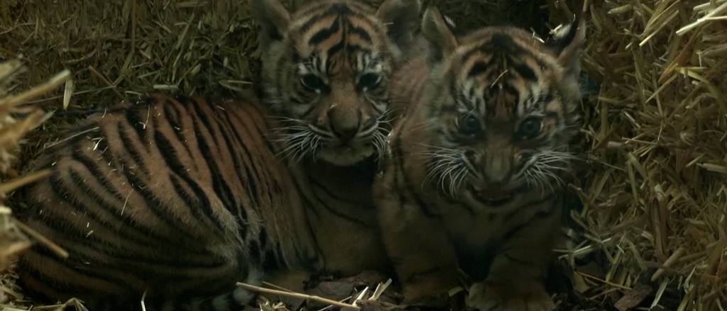 Zwei Tigerbabys entzücken Zoobesucher in Frankfurt