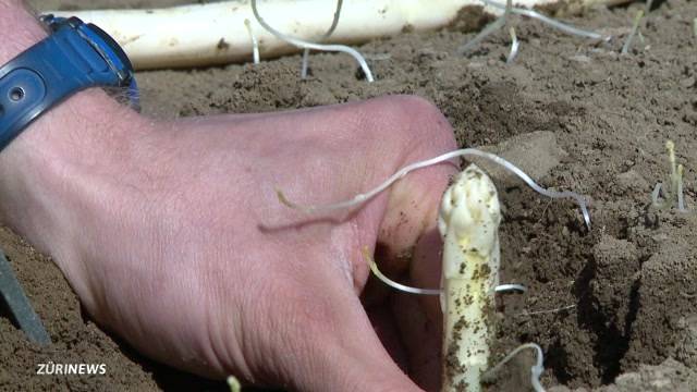 „Jahrhundert-Ernte“: Spargel schon im März