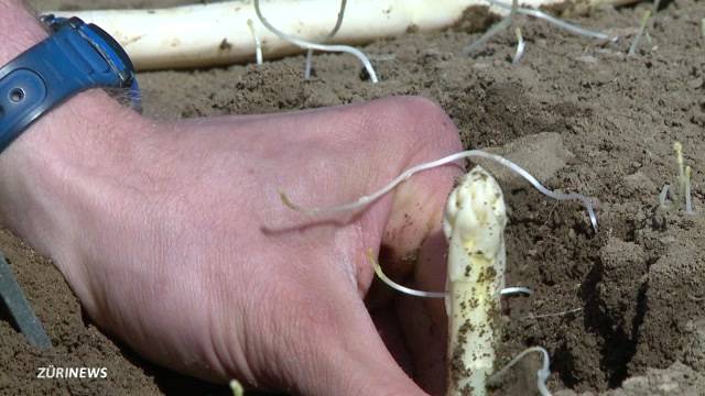 „Jahrhundert-Ernte“: Spargel schon im März