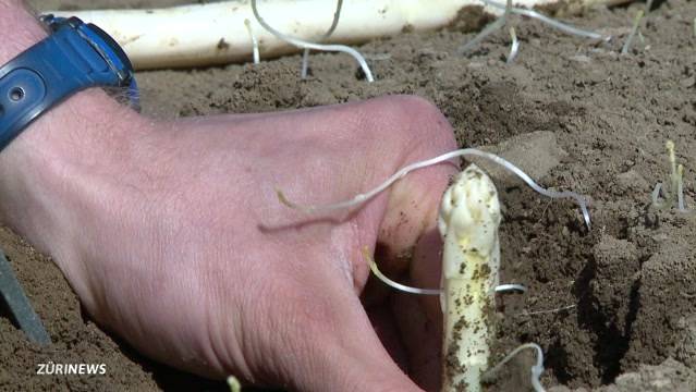 „Jahrhundert-Ernte“: Spargel schon im März