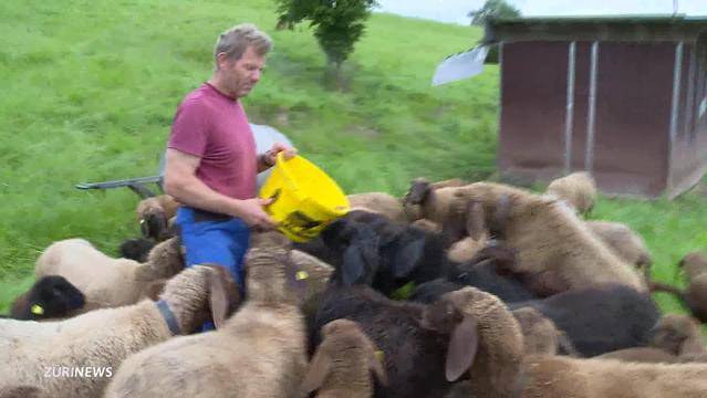 Wie lockte Urs Kägi seine Schafe vom Gleis weg?