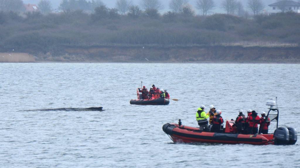 Boote von Greenpeace fahren an einem in der Ostsee liegenden Wal entlang. Der vor rund einer Woche beim Timmendorfer Strand an der Ostseeküste gestrandete Wal liegt aktuell vor Wismar. Foto: Daniel Bockwoldt/dpa