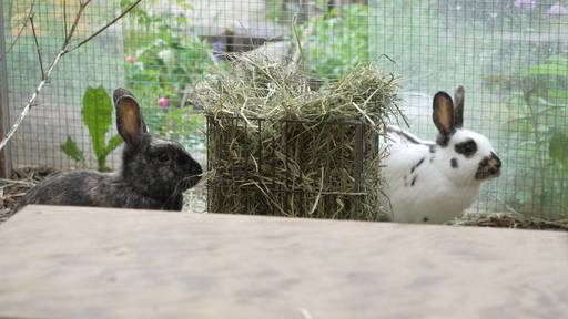 Happy, Dopey und Doc