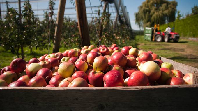 Foodwaste bei Apfel-Bauern – «Der Markt soll spielen»
