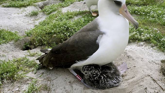 Älteste Albatroslady wird wieder Mutter