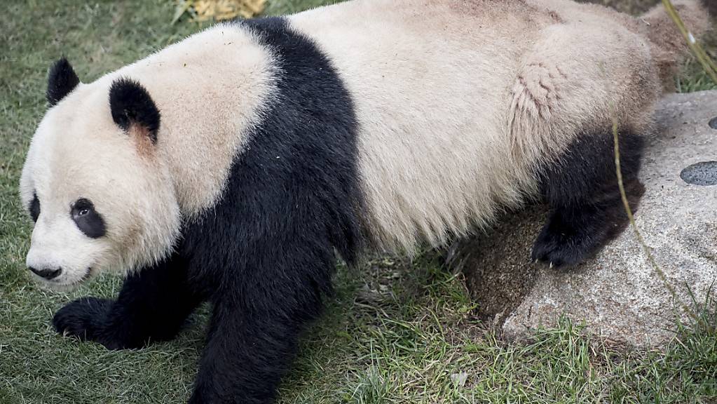 ARCHIV - Panda Xing sitzt in seinem Gehege im Kopenhagener Zoo. Das Tier entkam am Montag aus seinem Gehege und streifte durch den Park, bevor das Personal es betäuben und zurückbringen konnte. Foto: Mads Claus Rasmussen/Ritzau Scanpix/AP/dpa