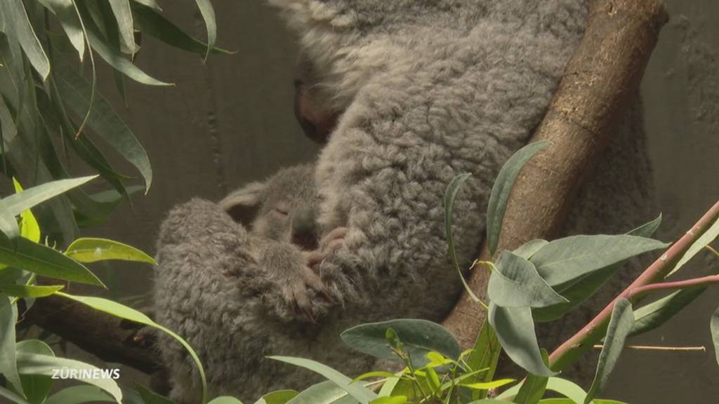 Überraschender Nachwuchs bei den Koalas im Zoo Zürich