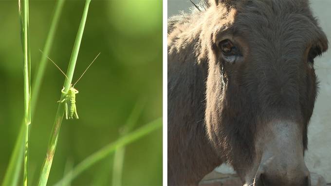 Insektenpirsch / Welteseltag