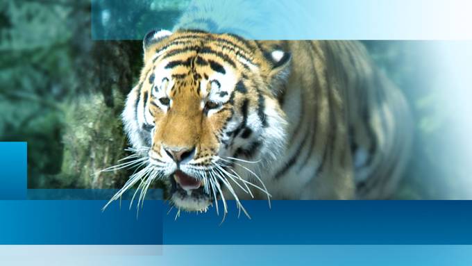 Samstag, 4. Juli 2020 — Ganze Sendung