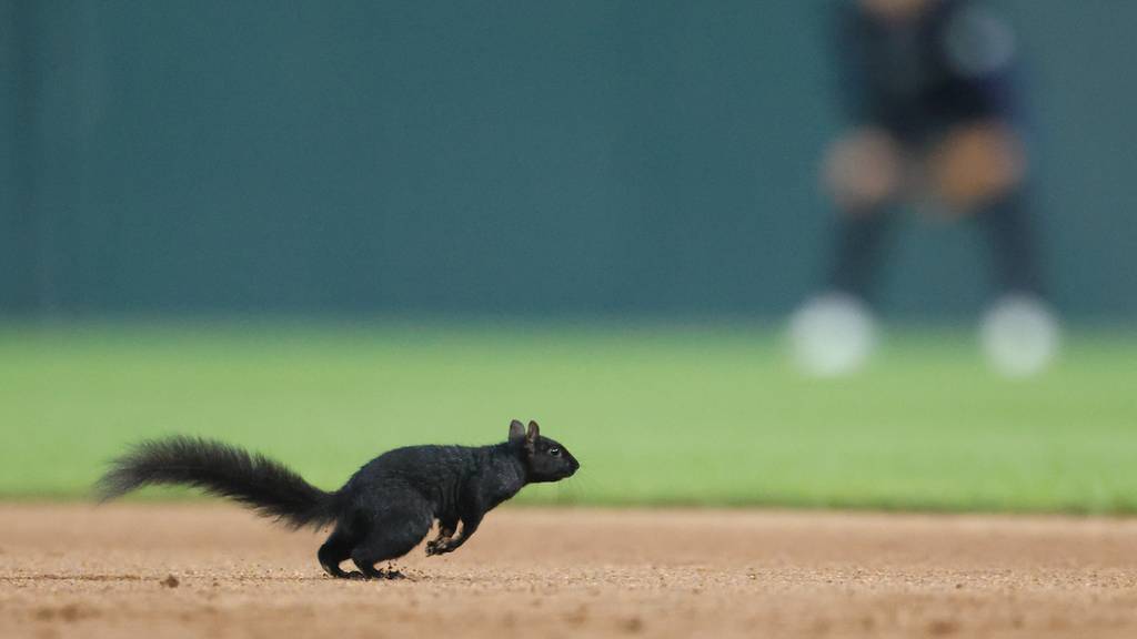 Tierischer Flitzer: Über zwölf Leute jagen Eichhörnchen über Baseballfeld