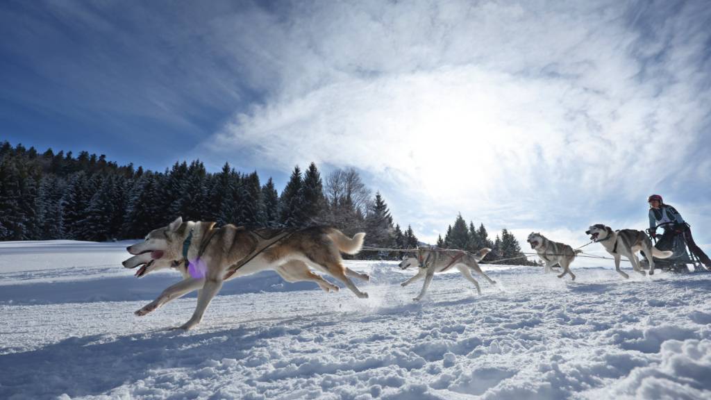 Eine Teilnehmerin des Internationalen Schlittenhunderennens zieht mit ihrem Gespann im Ortsteil Unterjoch durch die schneebedeckte Landschaft. Foto: Karl-Josef Hildenbrand/dpa