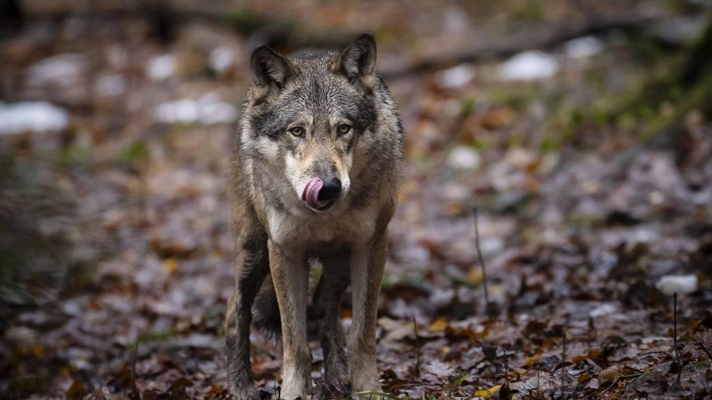 Problem-Wolfspaar hat über 30 Schafe gerissen – trotzdem keine Abschussfreigabe