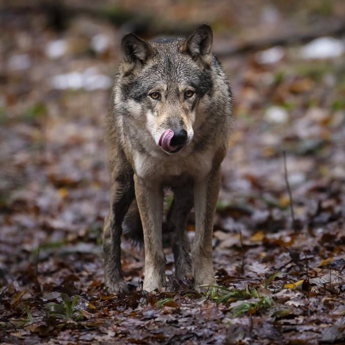 Problem-Wolfspaar hat über 30 Schafe gerissen – trotzdem keine Abschussfreigabe