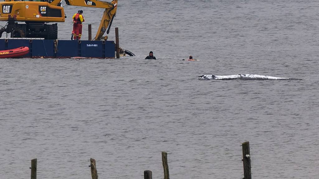 dpatopbilder - Eine Arbeitsplattform mit einem Bagger ist in der Nähe des gestrandeten Wals vor der Ostseeinsel Poel im Einsatz. Der Rücken des Wals ist mit Tüchern abgedeckt. Für den bei Wismar gestrandeten Buckelwal wurde ein neuer Rettungsversuch gestartet. Umgesetzt werden soll das Konzept von einer privaten Initiative. Foto: Marcus Golejewski/dpa