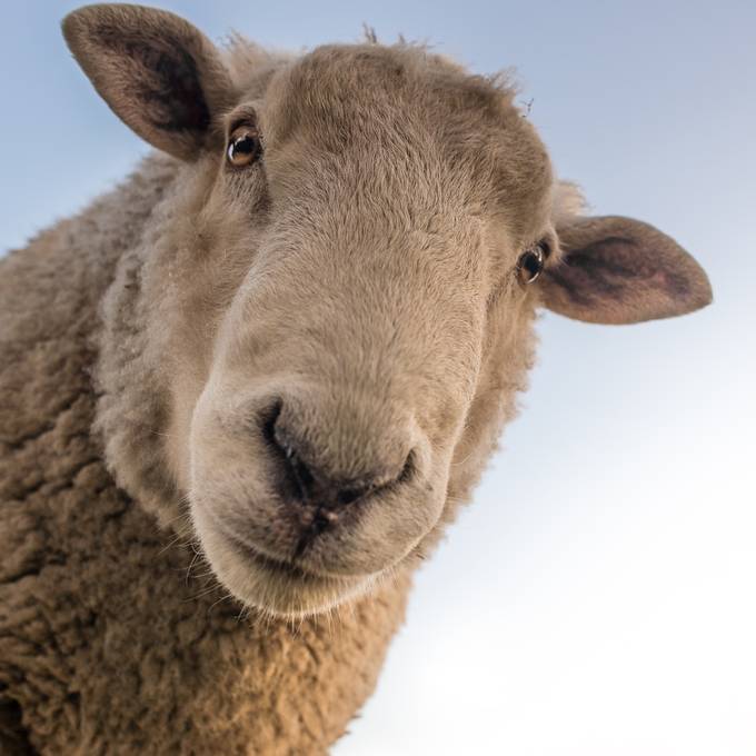 Kinotrailer: Planet der Schafe
