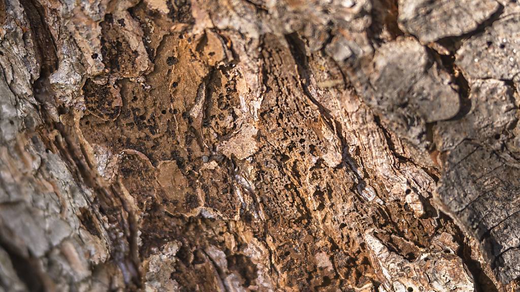 Neue Insekten und Pilze setzen dem Wald zu