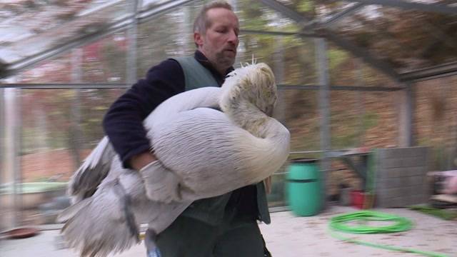 Stress pur: Geschlossene Abteilung für Dählhölzli-Vögel