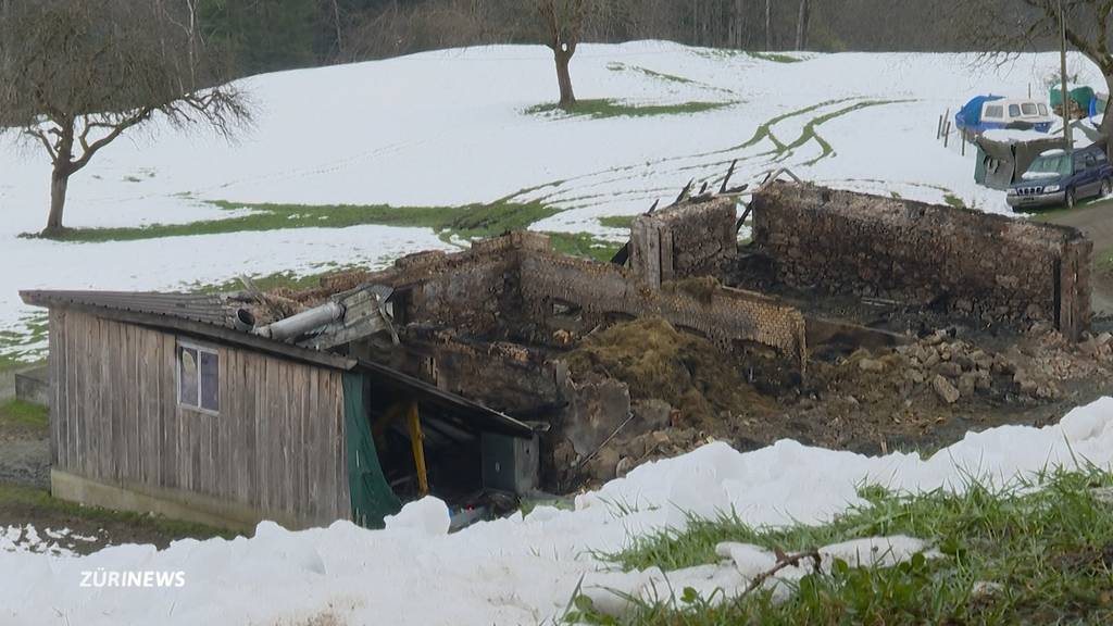 10 Rinder und 5 Ziegen starben: Stall in Galgenen (SZ) brennt komplett nieder
