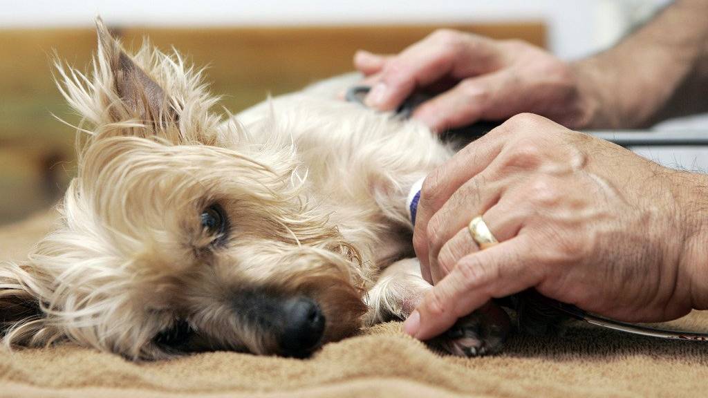 Hund eingeschläfert wegen Tollwutverdacht FM1Today