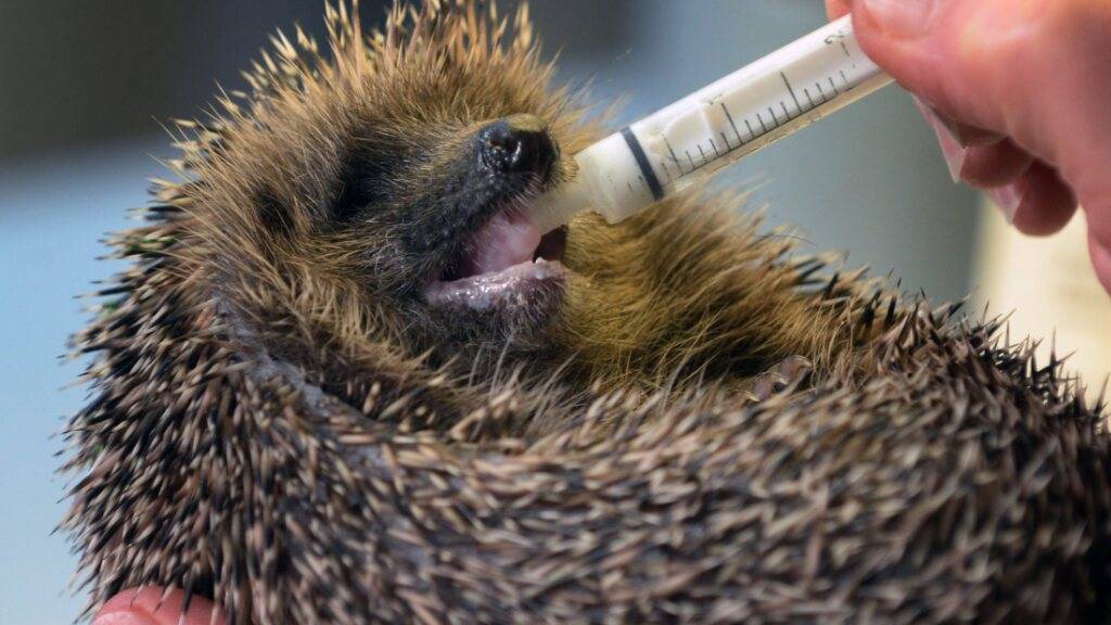 Trotz «Tier des Jahres»-Titel: Der Igel kämpft ums Überleben. Der Dürresommer 2026 liess Nahrung knapp werden. (Archivbild)