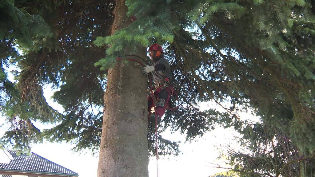 Sondertransport: 16 Meter-Weihnachtsbaum steht in Romanshorn